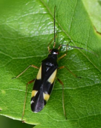 Dryophilocoris flavoquadrimaculatus
